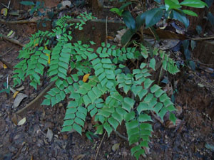 Plants in  Udawatta Kele forest